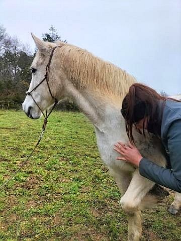 Laura HOUSSEMAINE Ostéopathe animalier (bovin, équin, canin, félin, caprin, ovin...) - photo 3