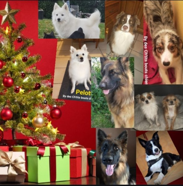 L'élevage des Ch'tits bouts chiens - photo 1