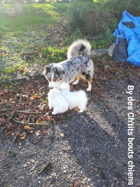 L'élevage des Ch'tits bouts chiens - photo 2