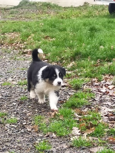 L'élevage des Ch'tits bouts chiens - photo 3