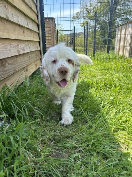 Pension canine dog paradise - photo 1