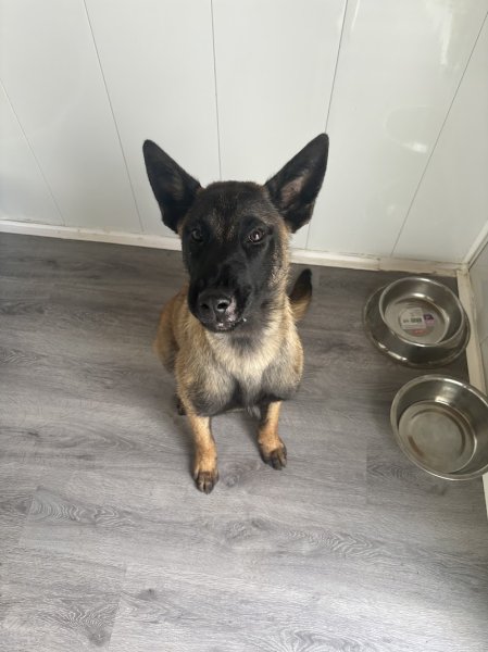 Pension canine dog paradise - photo 2