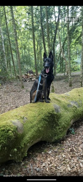 Pension canine dog paradise - photo 3