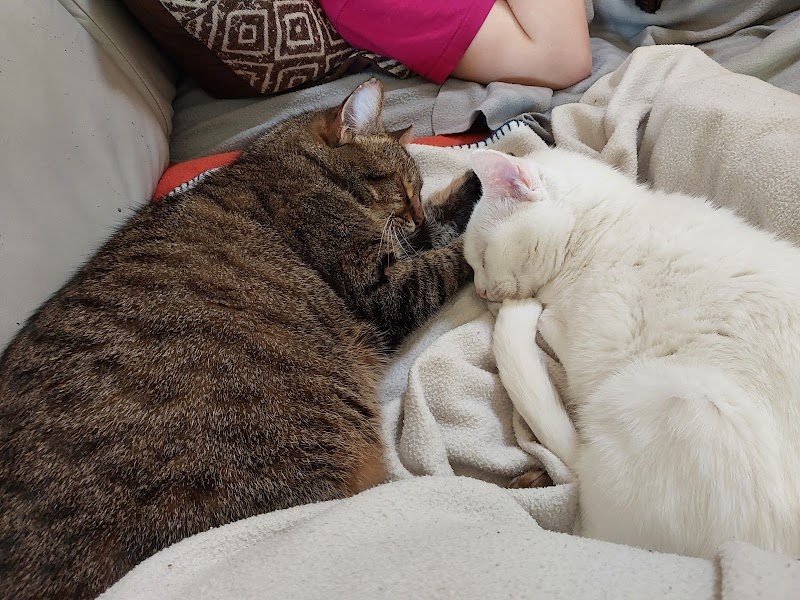 Laura comportementaliste félins