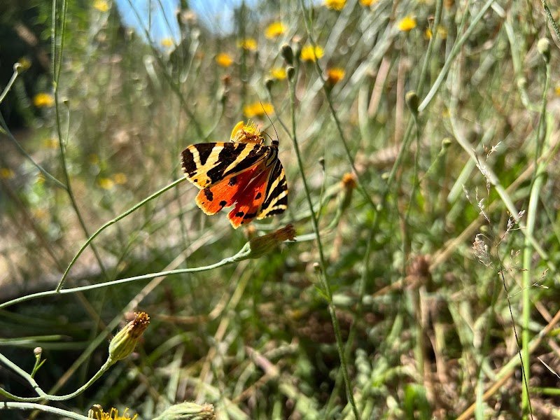 Rising Sun Garden - Pension Equine Canine Feline