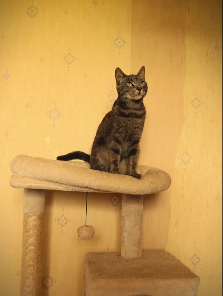 Rising Sun Garden - Pension Equine Canine Feline - photo 2