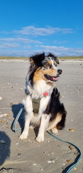 L'Instant Canin - photo 1