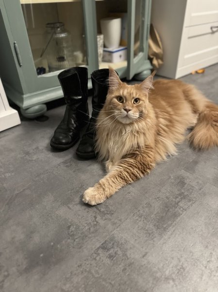 L'Instant Canin - photo 2