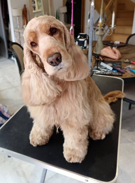 L'Instant Canin - photo 3