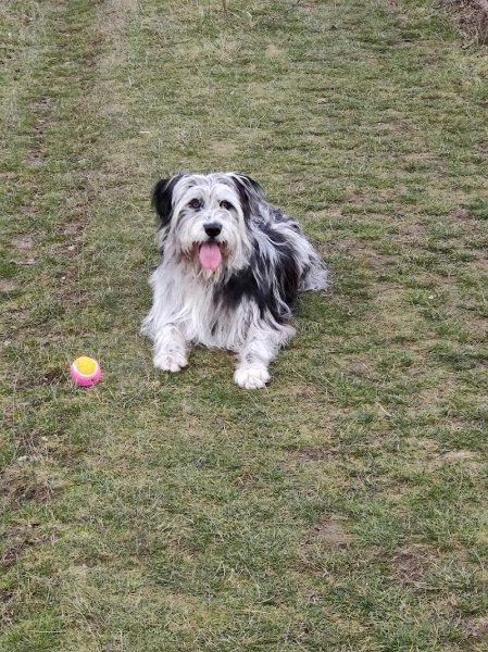 Centre Canin Symmiose - Éducation et Rééducation canine - photo 3