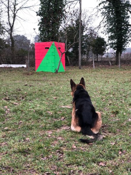 Sport canin Vierzonnais