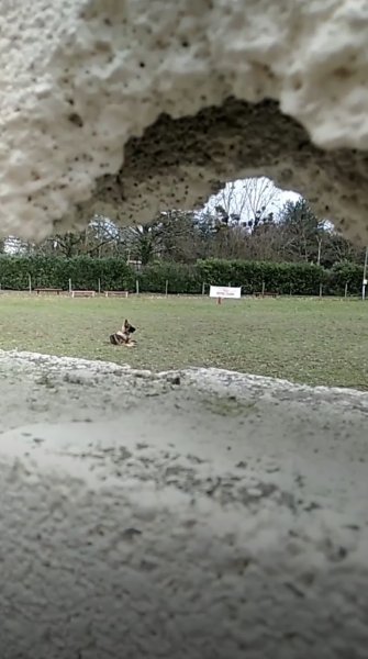 Sport canin Vierzonnais - photo 3