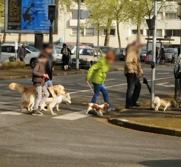 Dog Educ 18 - photo 1