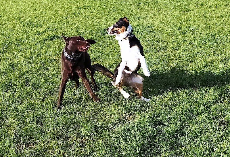 nDogs Center - photo 1