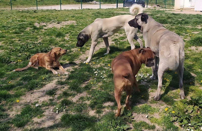 nDogs Center - photo 2