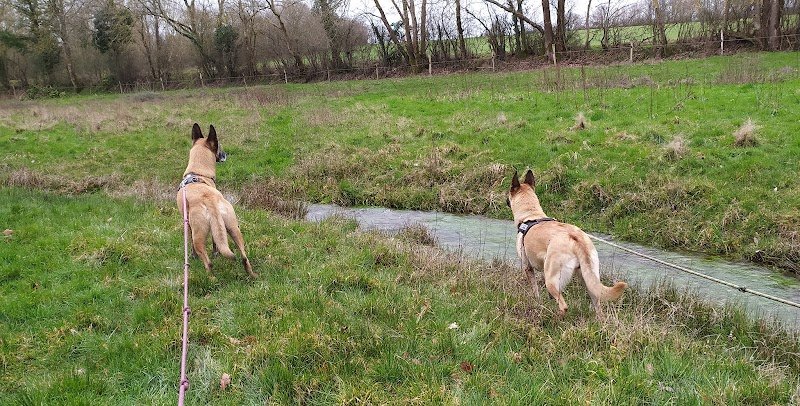 nDogs Center - photo 3