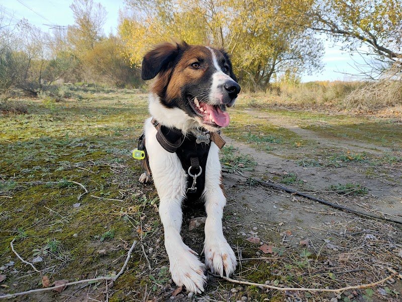 Pension canine familiale Pacopi - photo 1