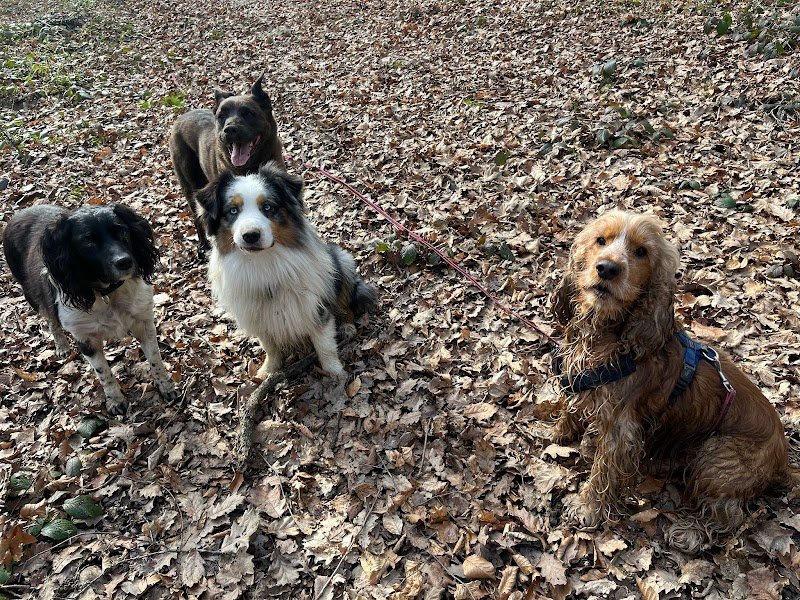 Pension canine familiale Pacopi - photo 2