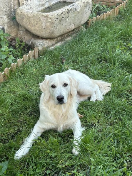 Zencanitude Intervenante en éducation et comportement canin 36 - photo 2