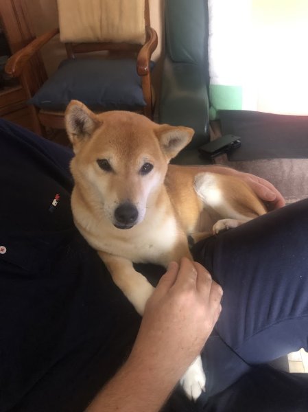 Zencanitude Intervenante en éducation et comportement canin 36 - photo 3