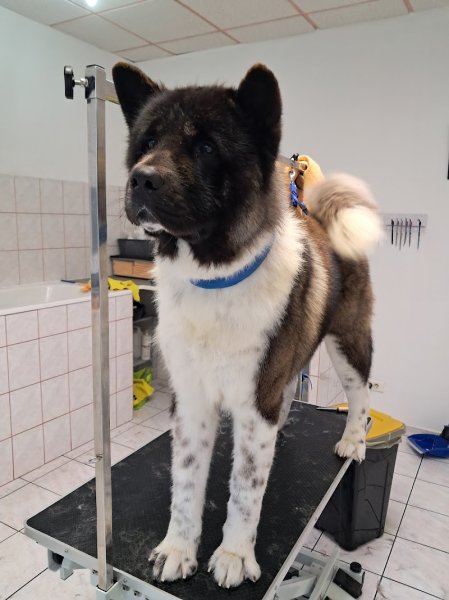 Au beau ti chien Grosbois Veronique - photo 1