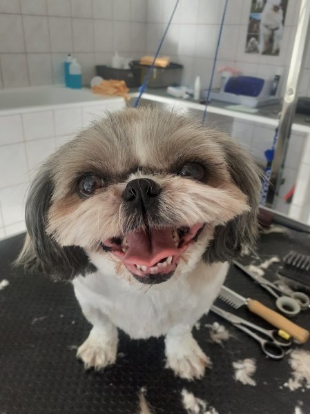 Au beau ti chien Grosbois Veronique - photo 2