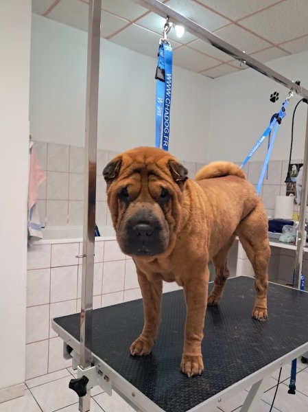 Au beau ti chien Grosbois Veronique - photo 3