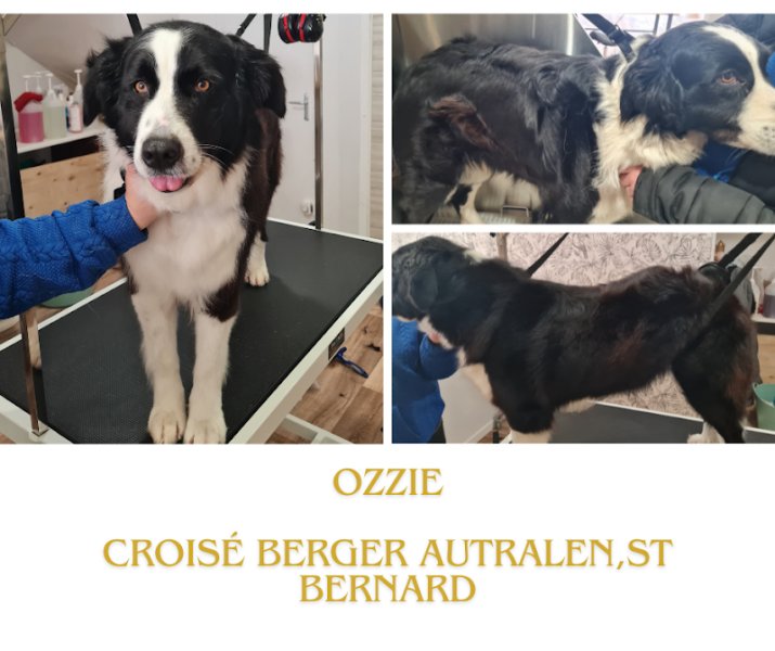 Douceur Canine - photo 1