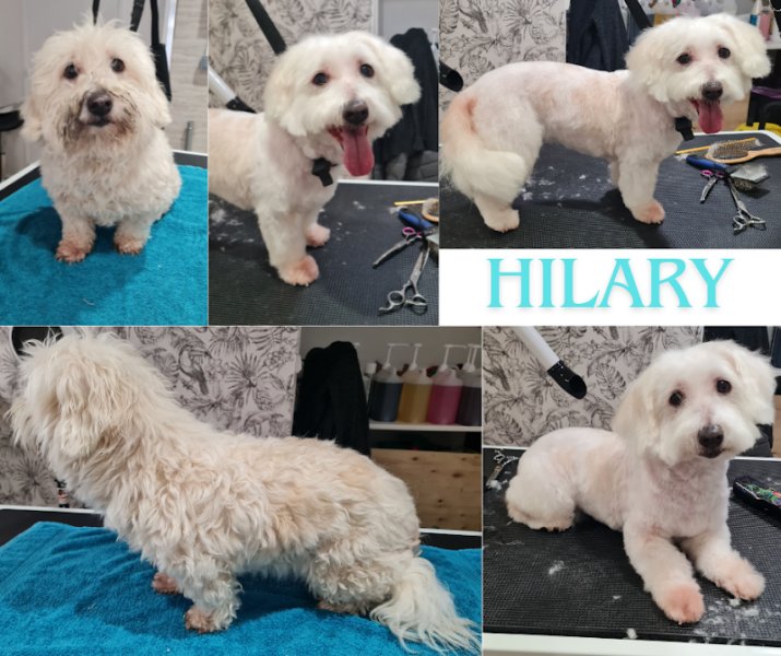 Douceur Canine - photo 2