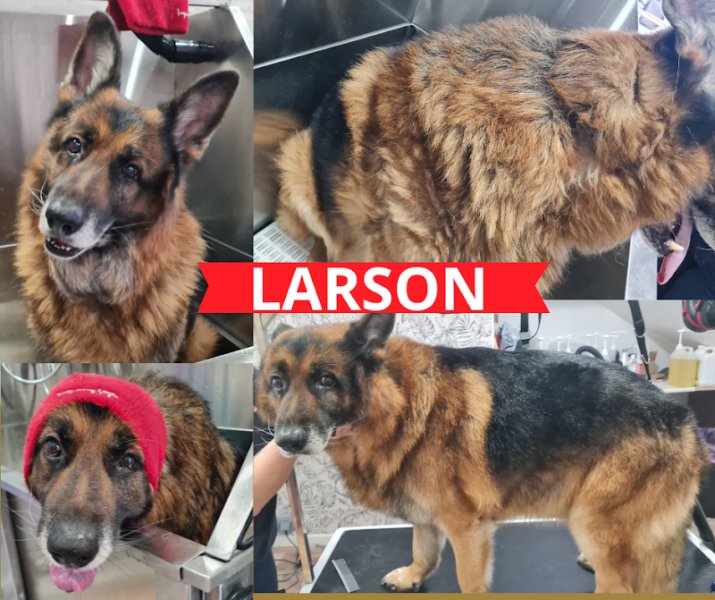 Douceur Canine - photo 3