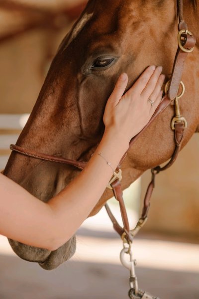 Anaïs.D Masseur equin et canin - photo 2
