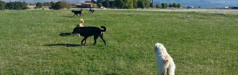 Fox&co Éducation Canine Orléans - photo 1