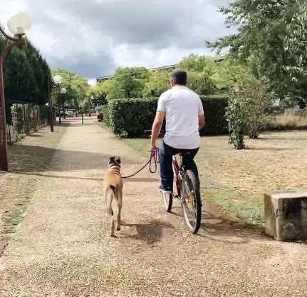 Fox&co Éducation Canine Orléans - photo 3