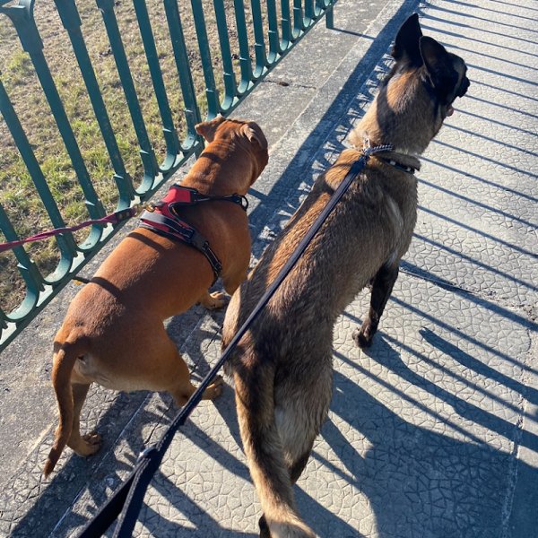 Dogaction Educateur et pension Canine 36