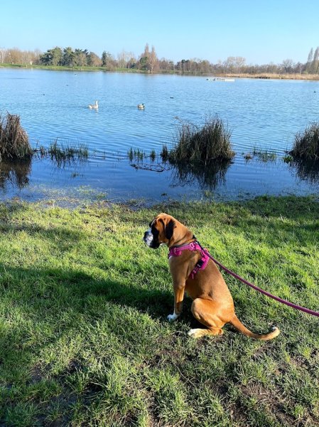 Dogaction Educateur et pension Canine 36 - photo 2