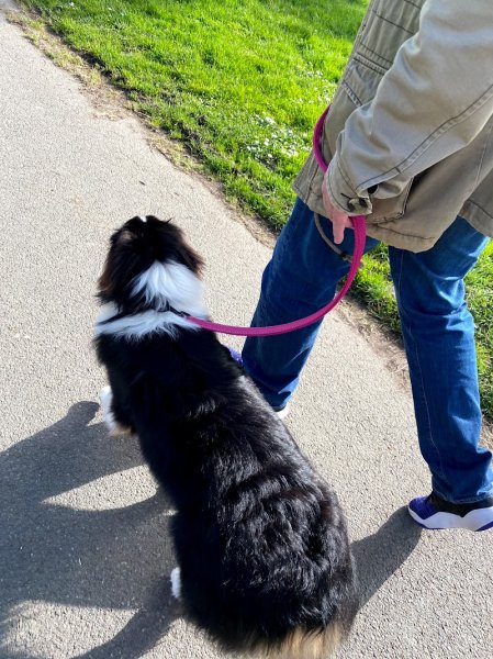 Dogaction Educateur et pension Canine 36 - photo 3