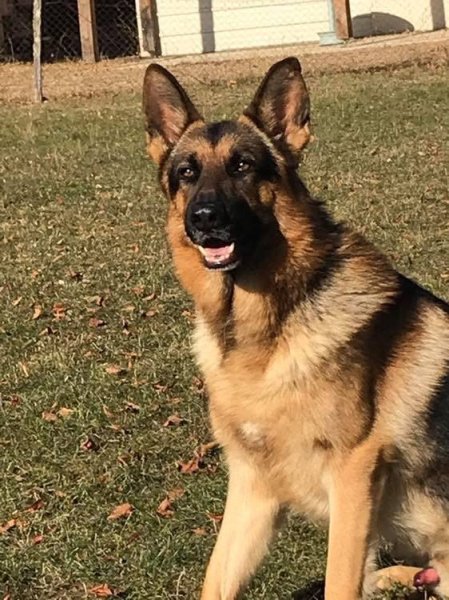 Club d'Education Canine de Châteauroux CECC - photo 2