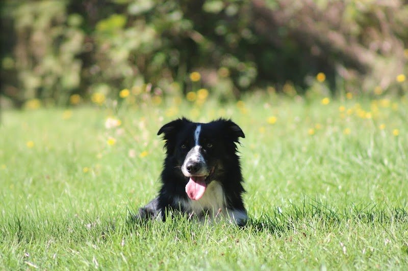 Club d'Education Canine de Châteauroux CECC - photo 3