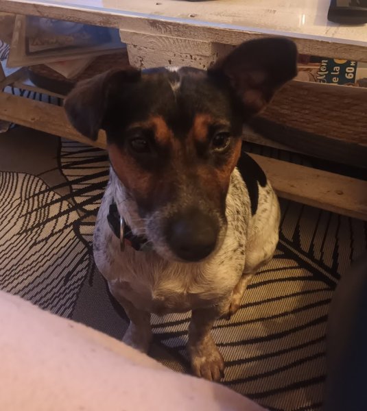 DOG THER'HAPPY - photo 1