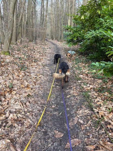 Noa Delclos - Amikanin, éducateur canin diplômé d’état