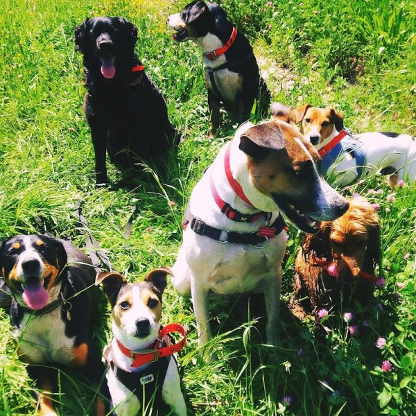 Naturellement Chien Educ - Éducateur Canin - Fleurs de Bach et Communication Animale