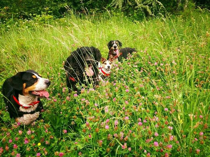 Naturellement Chien Educ - Éducateur Canin - Fleurs de Bach et Communication Animale - photo 2
