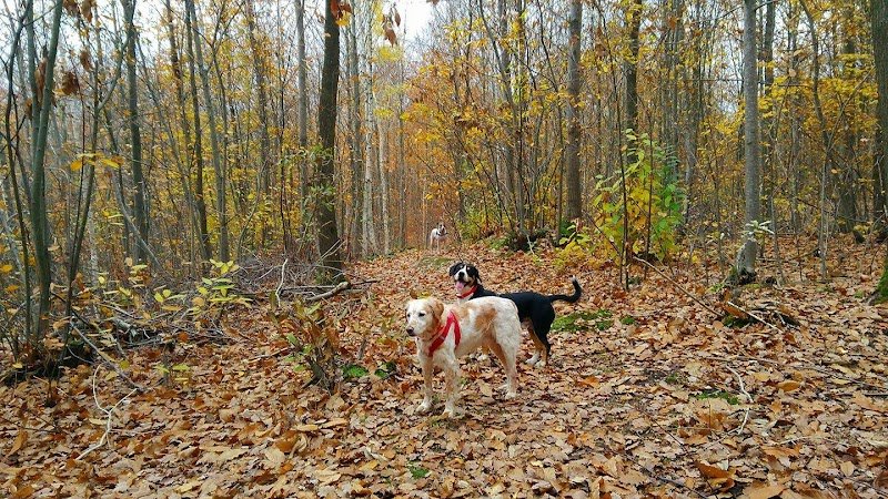 Naturellement Chien Educ - Éducateur Canin - Fleurs de Bach et Communication Animale - photo 3