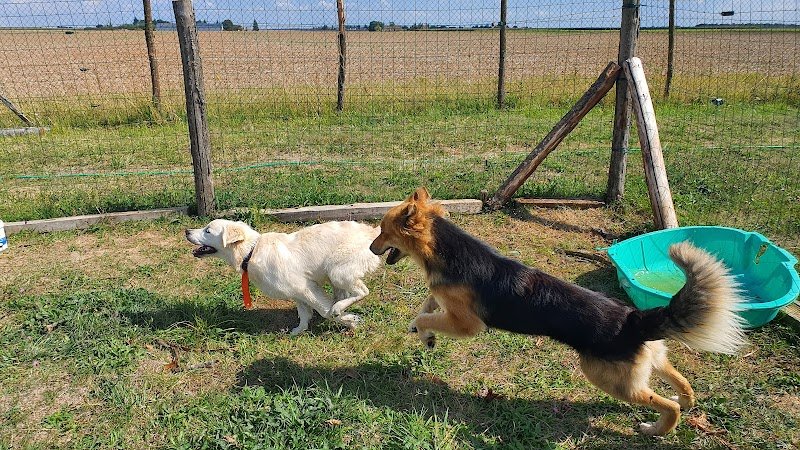 Com' Educ Pension et Education canine - photo 1