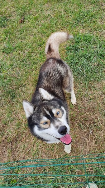 Com' Educ Pension et Education canine - photo 2