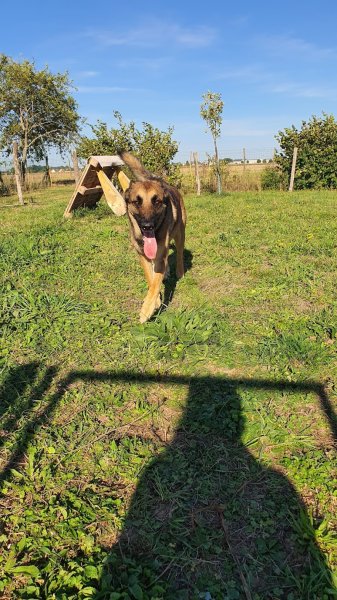 Com' Educ Pension et Education canine - photo 3