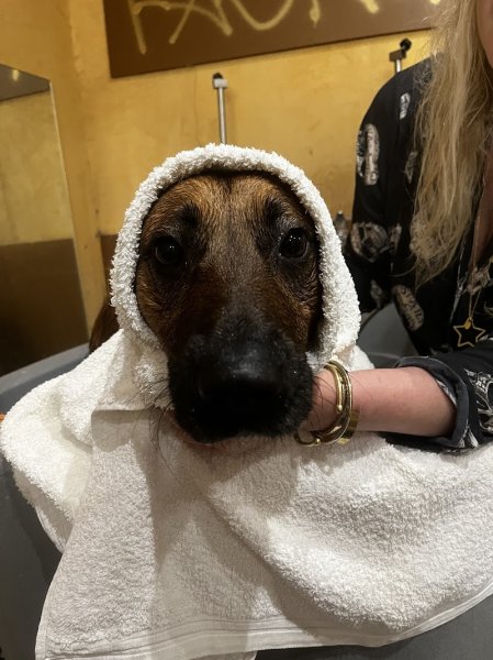 fashiondog - photo 3