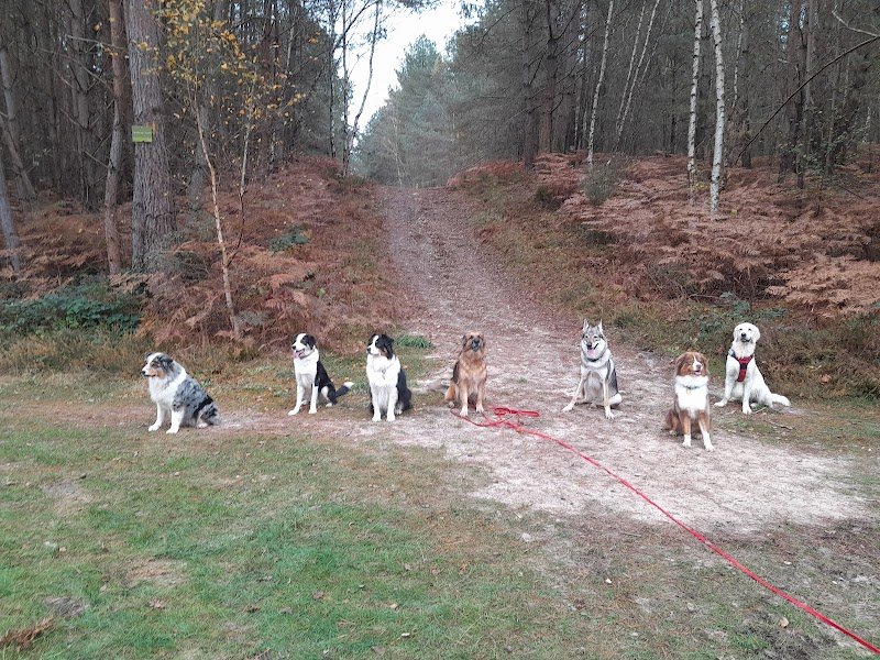 Jean-Fabien COURTAT et Clémence GAVEY éducateurs canins diplômés d'Etat - photo 2