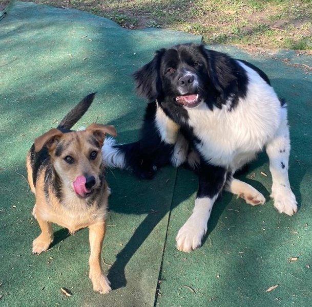 Jean-Fabien COURTAT et Clémence GAVEY éducateurs canins diplômés d'Etat - photo 3