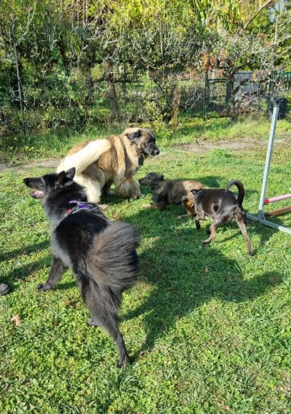 Club cynophile saint Maurois